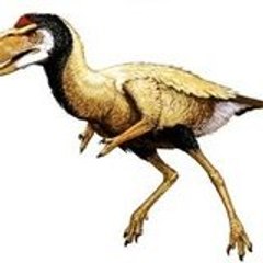 NerdyBirdProductions