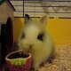 Bunny Dendzo