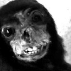 Miss Monkeys