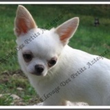 Audrey DES PETITS AZTEQUES