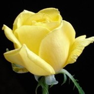 rose_jaune