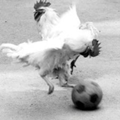 anucha_rooster