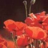 coquelicot coquelicot