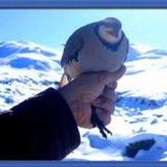 62tuncay