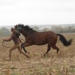 Nice HOrse