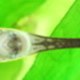 Les_aquariums_de_Farlo