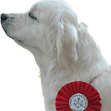 Des Glycines Enchantées