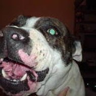 Tamar Melian Tamar Melian