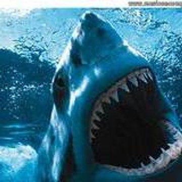 nicoshark