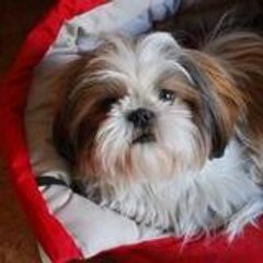 SHIH-TZU-DAI-LEE-DESTROLL