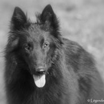 Nathalie Groenendael