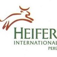 HeiferPeru