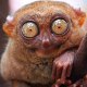 Tarsier