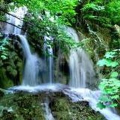fern1233