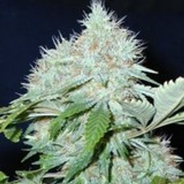 Black Weed