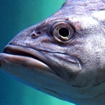 TrueFishingSecrets