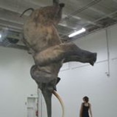 berenice primot