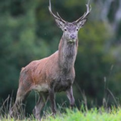 auvergne sauvage