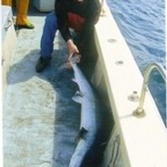 Peter van der Sluijs