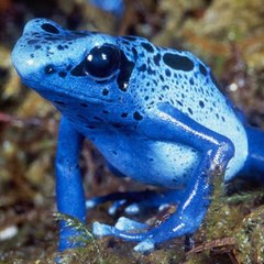 Blue frog