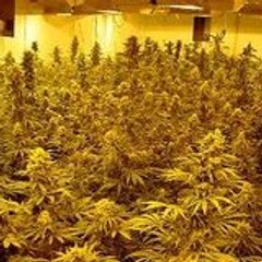 TheGrowChannel