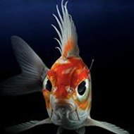 Jean-Fabien de selve