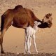 animaux-video
