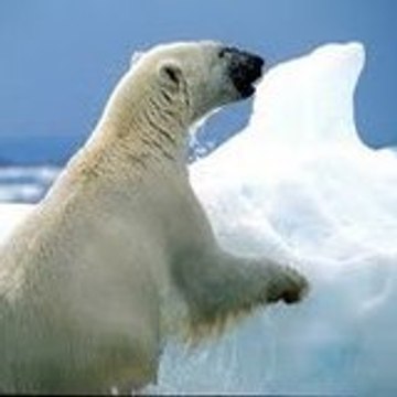 Ursus Polaris