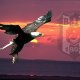 hakan kartal