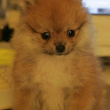 Codebear2