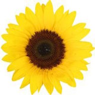 association vegetoil