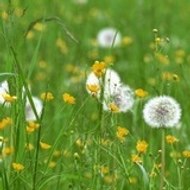 guillaume ramanantsoa