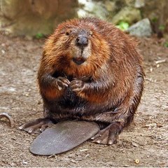 FreeBeavers
