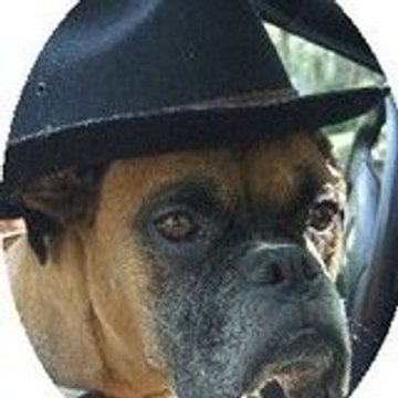 stolibluesdog
