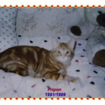 19 ans déjà que tu es parti mon ami.........