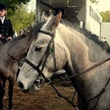 Miiiss- horse