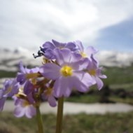 HAKKARİ DAĞKENT MÜZİK