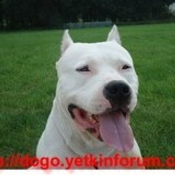 dogotr