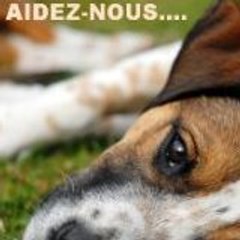 Z'animag Le Mag' Gratuit