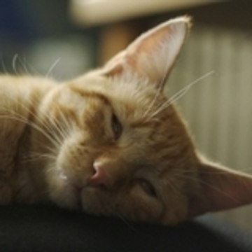 elioszecat
