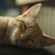 elioszecat