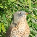 natou01_hotmail_fr