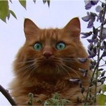 Vidéo Téléthon 37 - Corinne guilloteau mercier