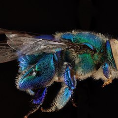 ibpatulea