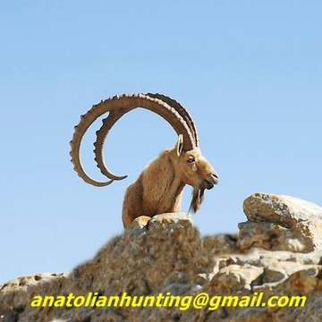anatolianhunting