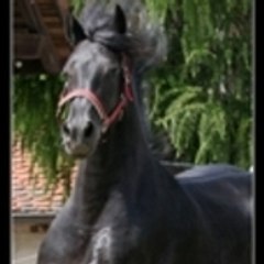 aurel624
