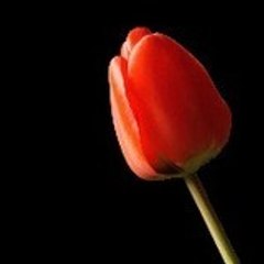 redtulipvideo