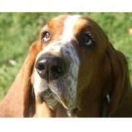 Elisabeth Guillaumont