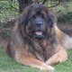 dogwool