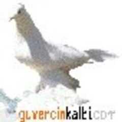 guvercinkalbi